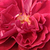 Czerwony  - Róża wielkokwiatowa - Hybrid Tea - Bellevue ®